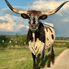 LongHorn House at The Sanctuary