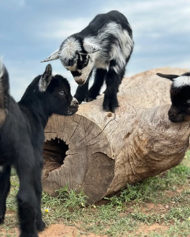 Nigerian Dwarf baby goats at The Sanctuary farm