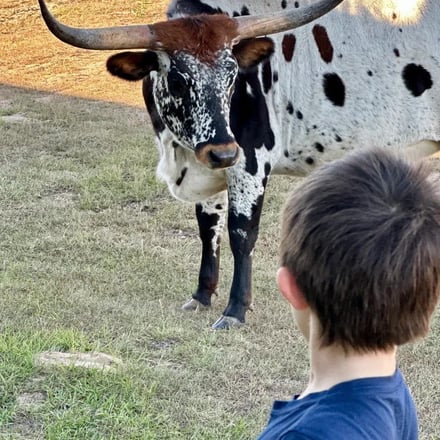 Boy face-to-face with a spotted longhorn up close