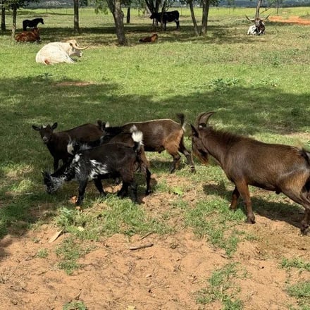 Nigerian Dwarf goats and longhorns grazing together on the pasture