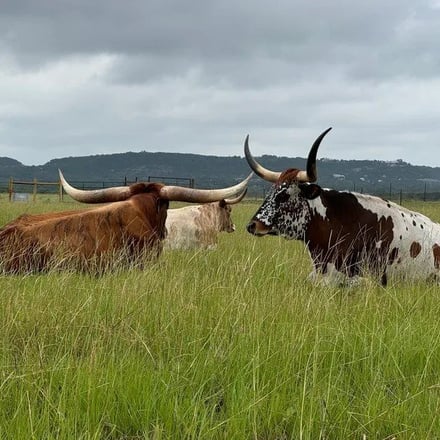 Two longhorns resting in tall grass with Hill Country hills behind