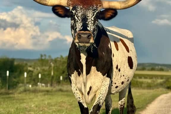 LongHorn House at The Sanctuary - Image 1