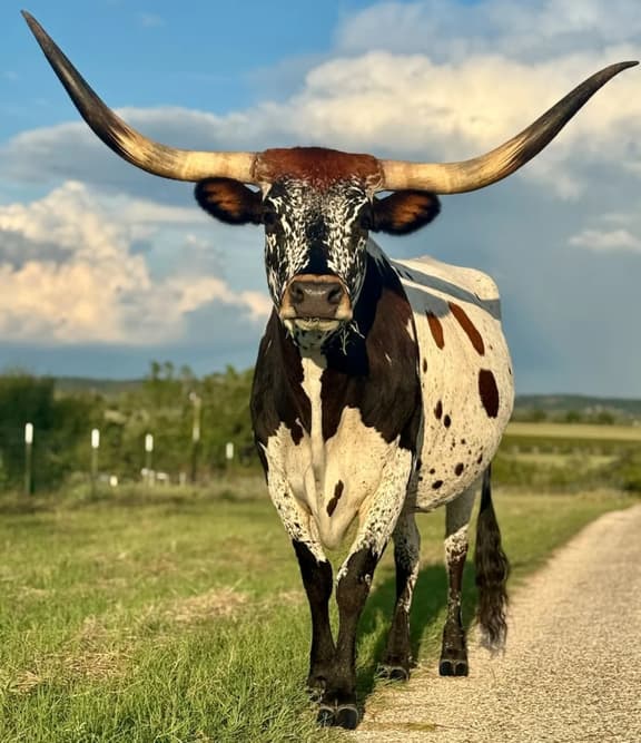 LongHorn House at The Sanctuary - Image 1